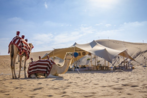 Camels in Desert and in the background there is Private Camps